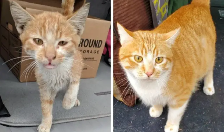 “Prima e dopo l’adozione”, ecco come sono cambiati questi gatti randagi dopo aver trovato la loro casa (29 foto)