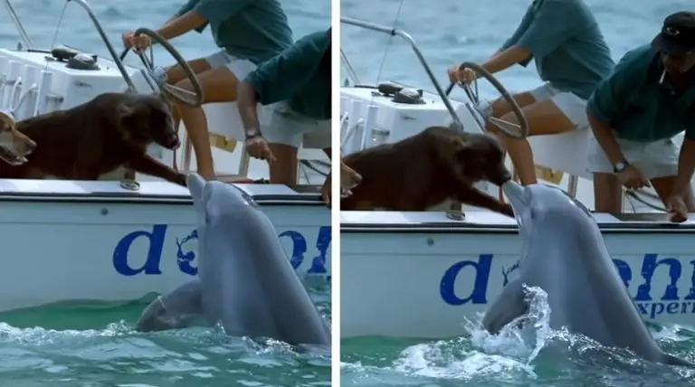 Un amichevole delfino salta fuori dall’acqua per dare un “bacino” al cane che si trova su una barca