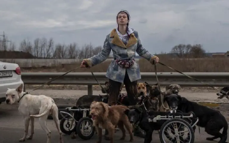 Una donna ucraina ha portato dei cani disabili e anziani in un posto sicuro