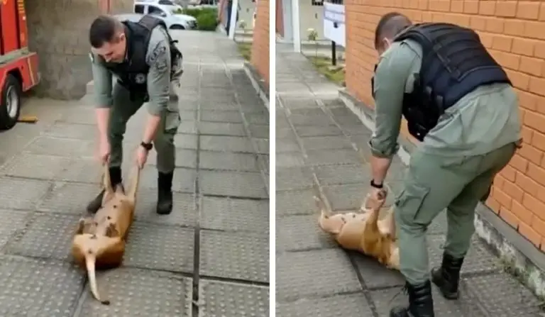 La cagnolina randagia insiste per giocare con il poliziotto e il loro video fa il giro del mondo