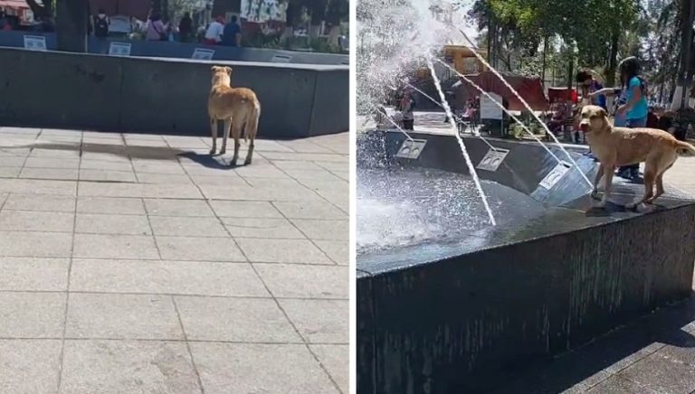 Questo cagnolino randagio ogni giorno aspetta con pazienza che si accenda la fontana per poter giocare con l’acqua