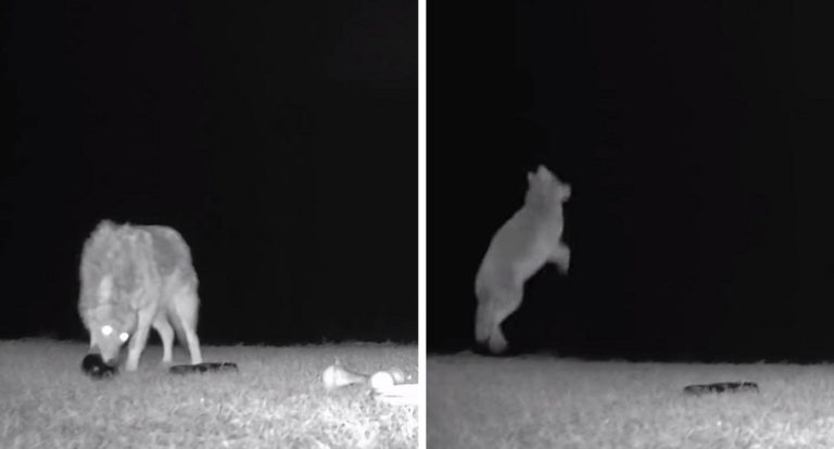 La videocamera filma un coyote che si diverte con i giocattoli che il cane ha lasciato in giardino