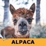 Alpaca