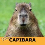 Capibara