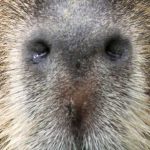 Capibara naso