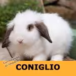 Coniglio