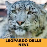 Leopardo delle nevi