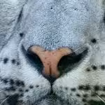 Leopardo delle nevi naso