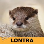 Lontra