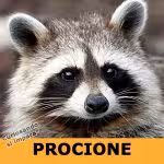 Procione