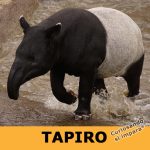 Tapiro