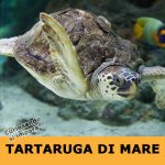 Tartaruga di mare
