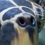 Tartaruga di mare naso