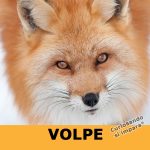 Volpe