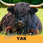 Yak