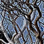 “La saggezza del rami secchi: trovare la forza nelle difficoltà”