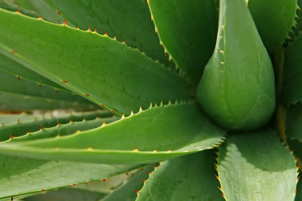 leaves, aloe, leaf