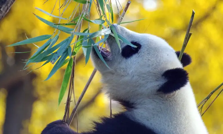panda, bamboo, bear