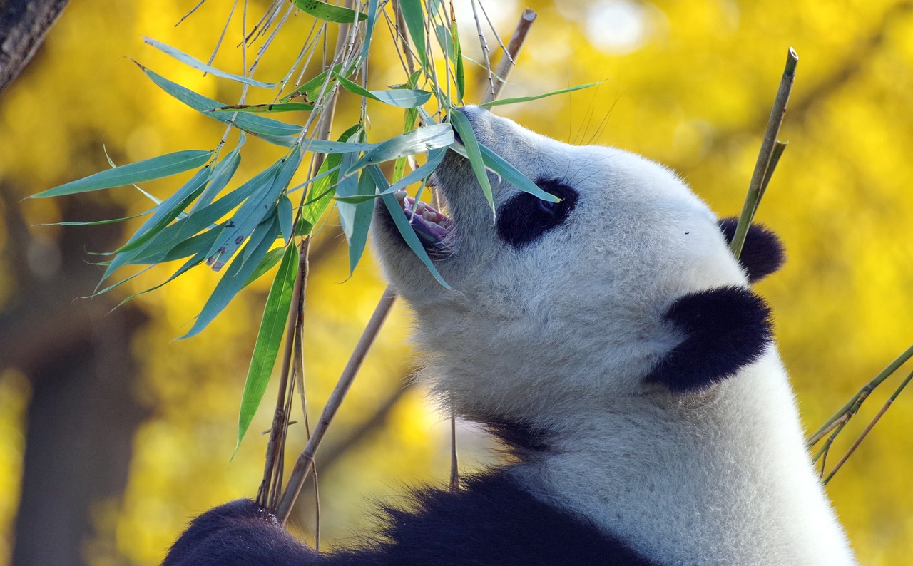panda, bamboo, bear