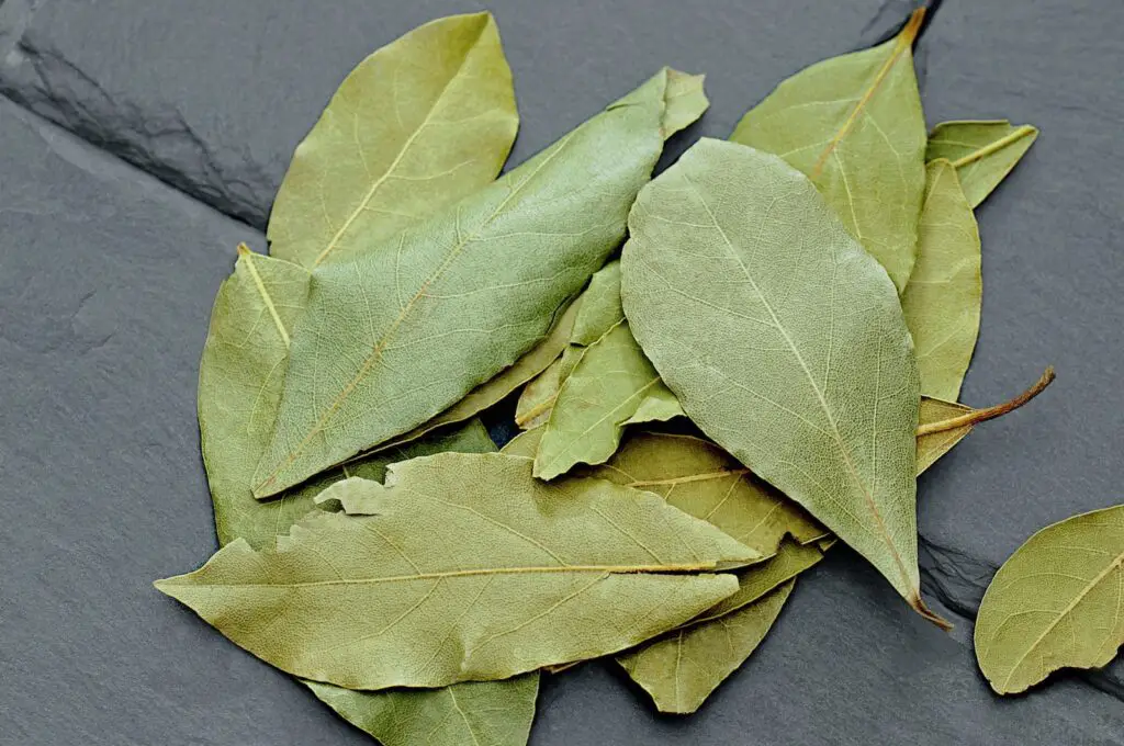 Green Leaf on Gray Textile