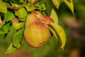 pear, fruit, growth