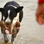 cane-salva-cucciolo-dal-fiume-1