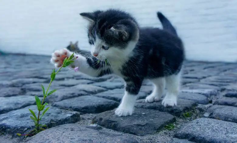 cat, nature, beautiful flowers