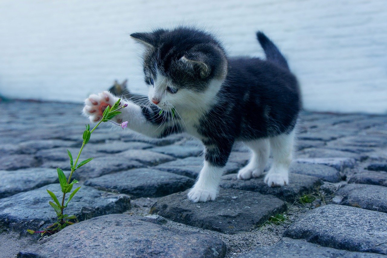 cat, nature, beautiful flowers