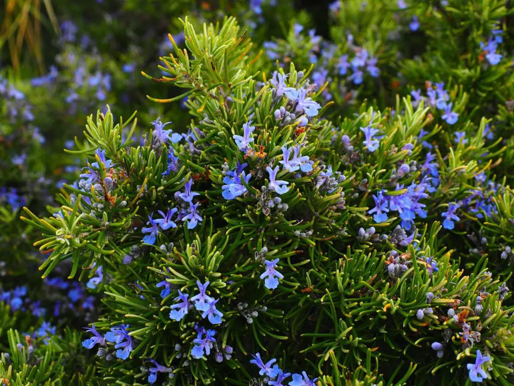 rosemary, blossoms, blue
