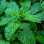 Photo by Cherrylafoto