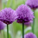 Photo by Nennieinszweidrei