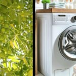 Noci lavatutto albero sapone