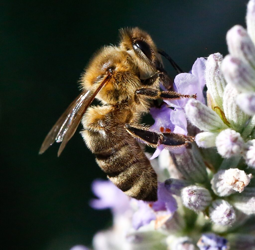 bee, lavender, pollination