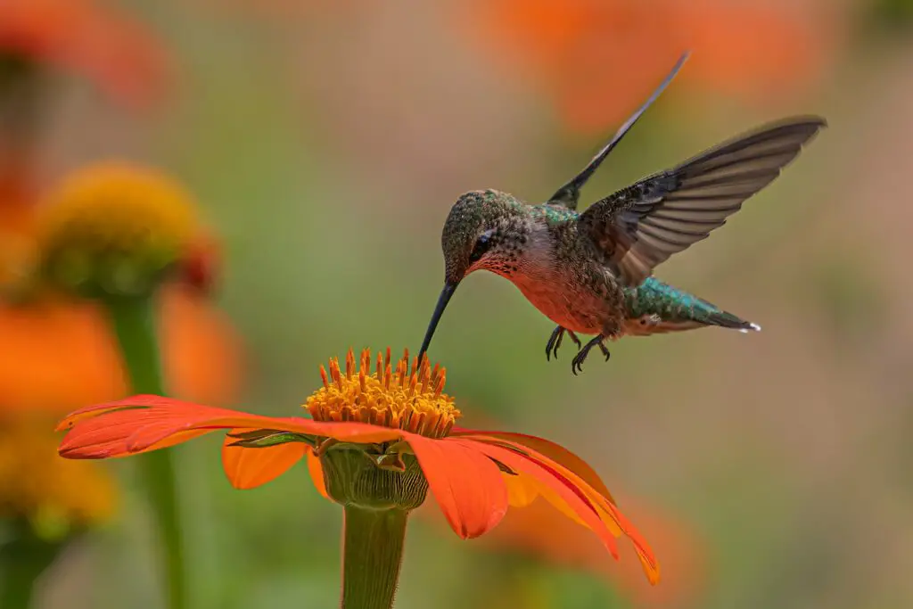 a hummingbird hovering over an orange flower