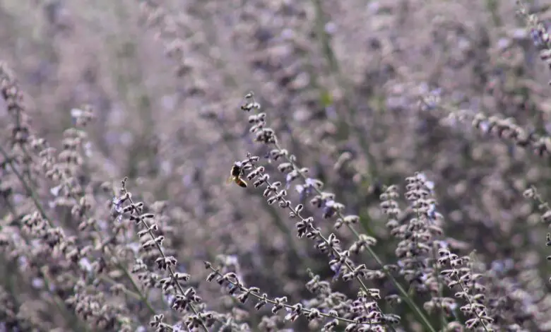 a bee is sitting on a lavender plant