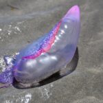 Photo by smarques251