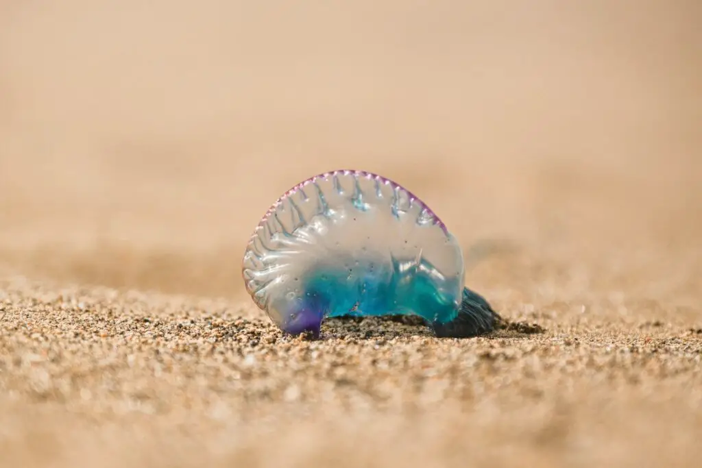 a jellyfish is laying on the sand on the beach