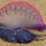 Physalia physalis, Tayrona national park, Colombia