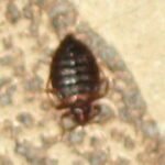 Adult bed bug
