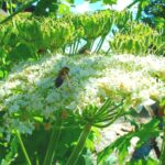 grande berce du Caucase / giant hogweed / heracleum mantegazzianum
