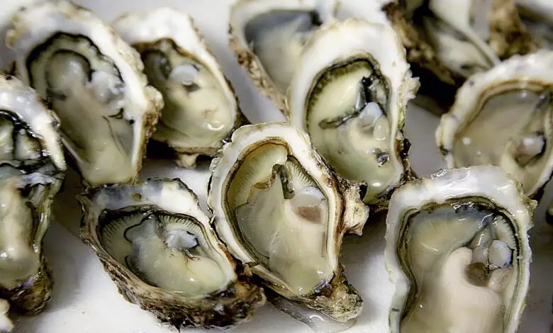 oyster, shell, sea food