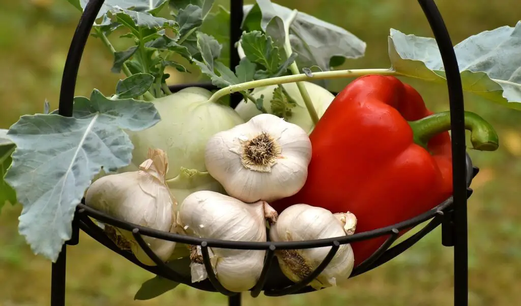 vegetables, paprika, garlic