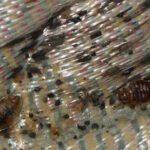 close up of bed bugs on mattress