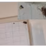 Bed bug male & female, more eggs