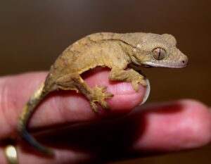 crown gecko, reptiles, gecko