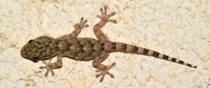 wall gecko, tarentola mauritanica, reptile