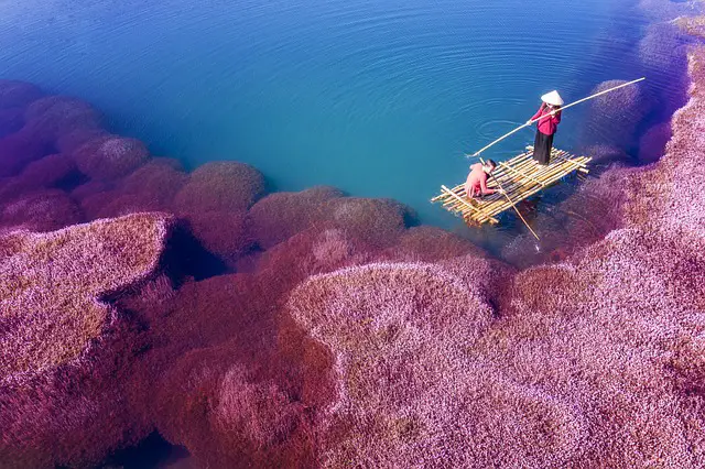 Il meraviglioso mondo delle alghe: scopri la vita sottomarina e il suo impatto sull’ecosistema