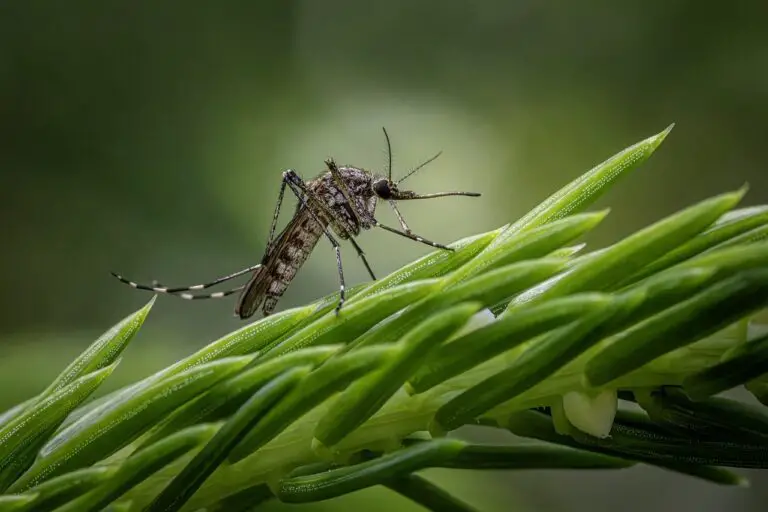 inland floodwater mosquito, mosquito, aedes vexans