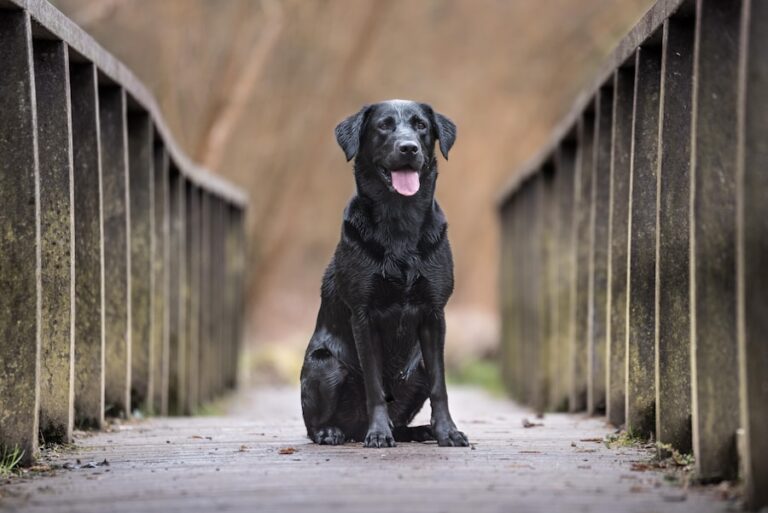 Labrador la razza di cane, caratteristiche fisiche e carattere
