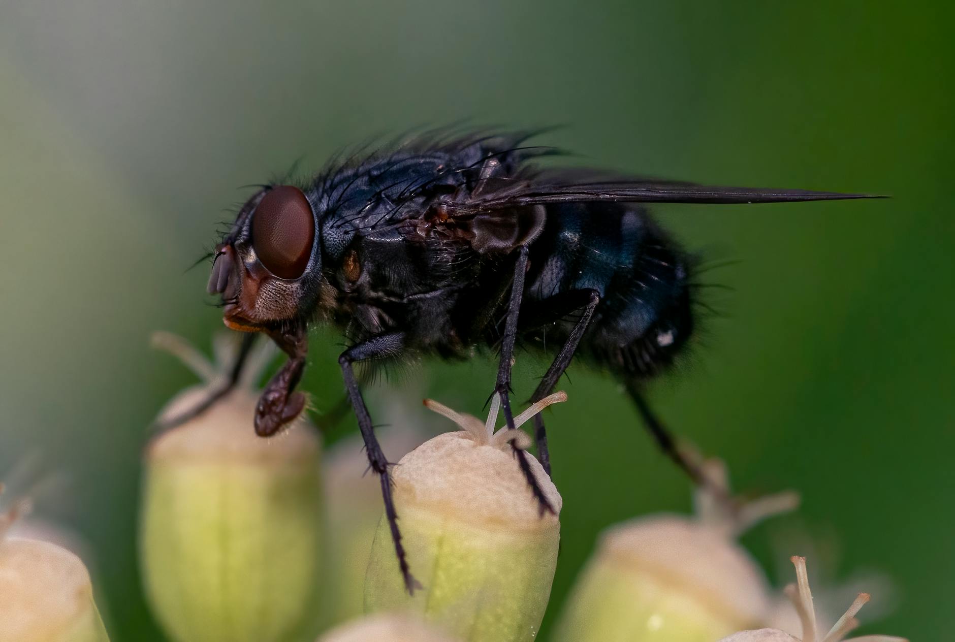 Mosca ripresa da vicino